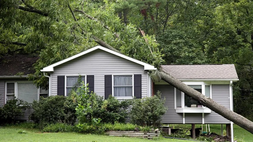 A large tree fallen on a house roof