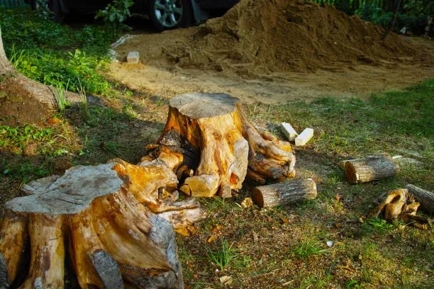 Old tree stumps in a yard waiting for removal