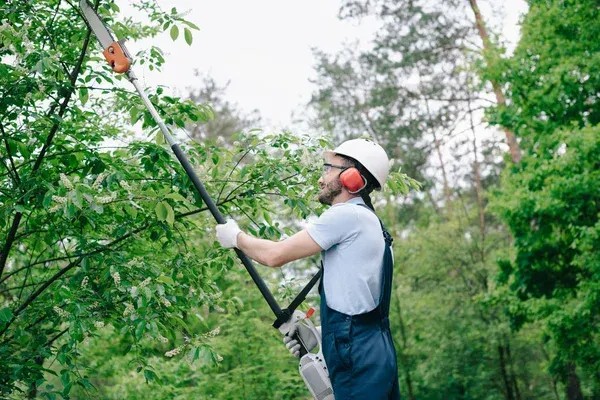 A professional arborist trimming tree branches with a pole saw