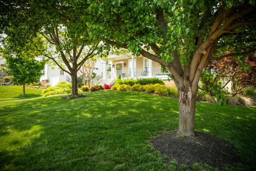 A healthy green lawn with large shade trees